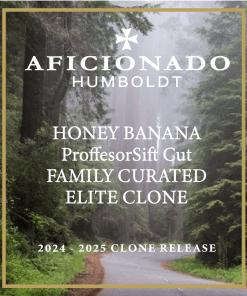 HONEY BANANA (Ego Clash Winning Cut)